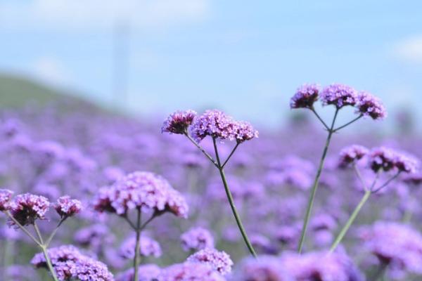 薰衣草種子市場價格多少錢一斤 薰衣草的花期怎么養護