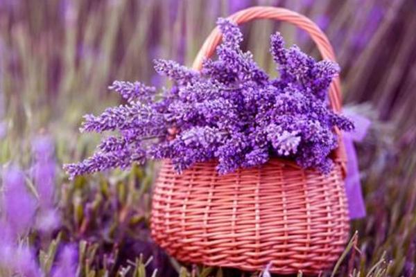 薰衣草的功效與作用及禁忌 薰衣草用藥有哪些作用 