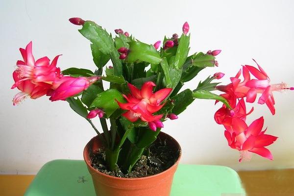 蟹爪蘭怎么養 蟹爪蘭養殖方法與注意事項