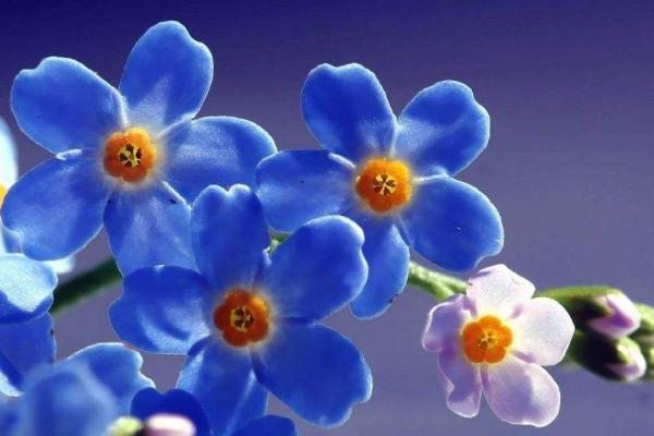 薰衣草和勿忘我的區別是什么 盆栽薰衣草怎么養