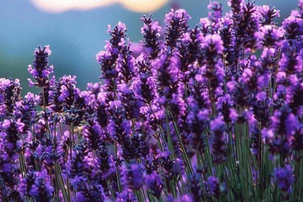 薰衣草和勿忘我的區別是什么 盆栽薰衣草怎么養