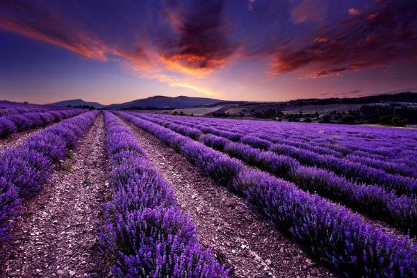 薰衣草和勿忘我的區別是什么 盆栽薰衣草怎么養