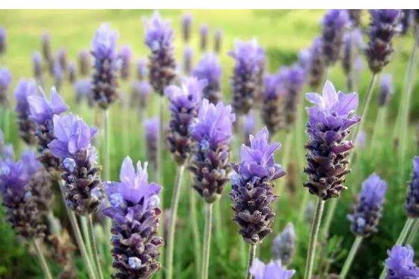 薰衣草和勿忘我的區別是什么 盆栽薰衣草怎么養