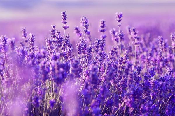 薰衣草和勿忘我的區別是什么 盆栽薰衣草怎么養