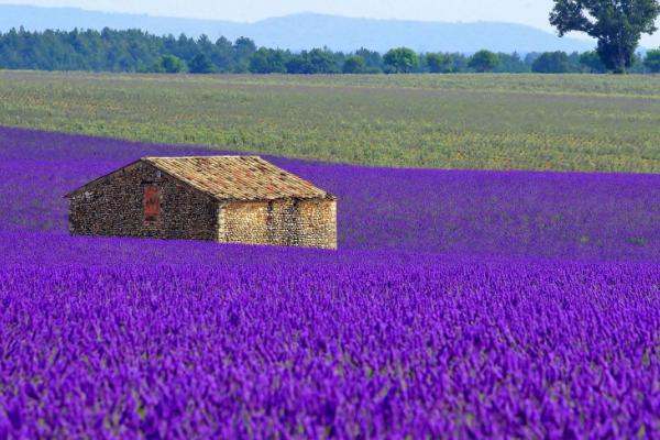 薰衣草和勿忘我的區別是什么 盆栽薰衣草怎么養