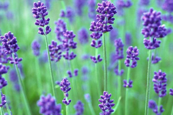 薰衣草和勿忘我的區別是什么 盆栽薰衣草怎么養