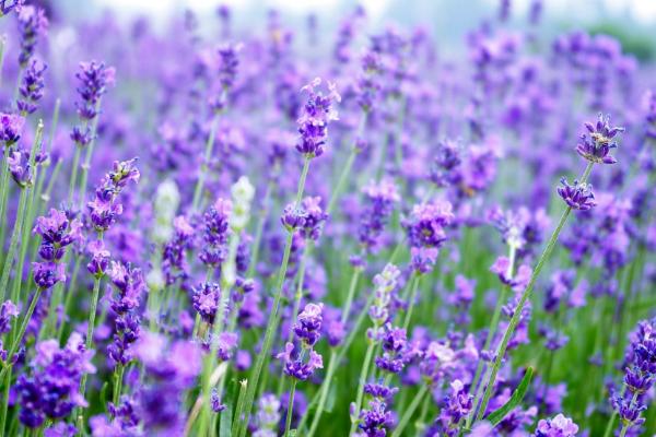 薰衣草和勿忘我的區別是什么 盆栽薰衣草怎么養