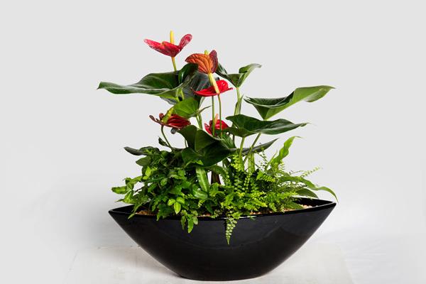 盆栽紅掌的養(yǎng)殖方法 紅掌的繁殖方法