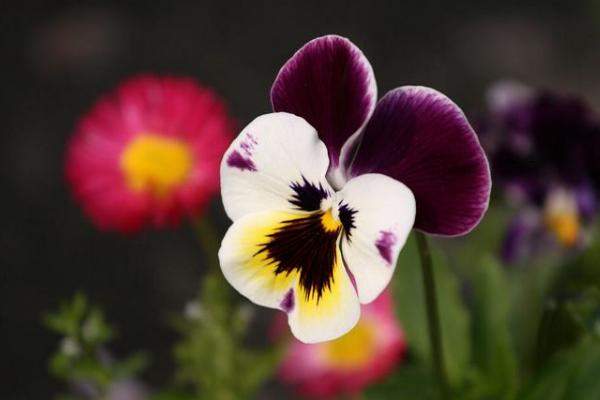 蝴蝶花怎么養(yǎng) 蝴蝶花種植方法與注意事項(xiàng)