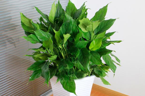 萬年青葉子變黃怎么辦 萬年青葉子下垂的原因及解決方法