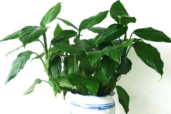 萬年青有毒嗎 家庭臥室能放萬年青嗎