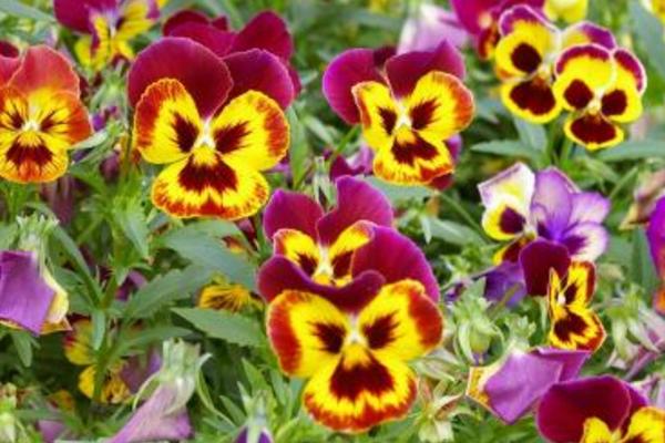 蝴蝶花怎么養(yǎng) 蝴蝶花種植方法與注意事項(xiàng)