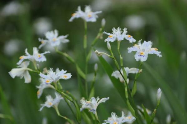 蝴蝶花怎么養(yǎng) 蝴蝶花種植方法與注意事項(xiàng)