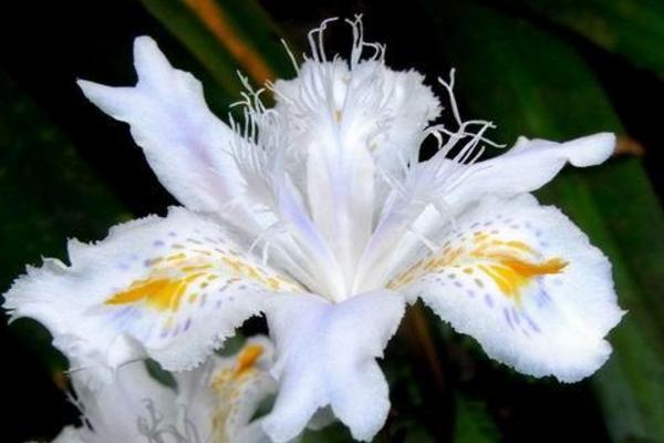 蝴蝶花怎么養(yǎng) 蝴蝶花種植方法與注意事項(xiàng)