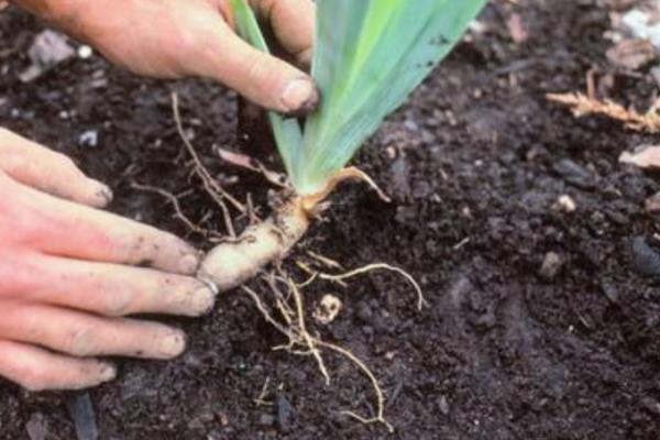 蝴蝶花怎么養(yǎng) 蝴蝶花種植方法與注意事項(xiàng)