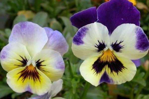 蝴蝶花怎么養(yǎng) 蝴蝶花種植方法與注意事項(xiàng)