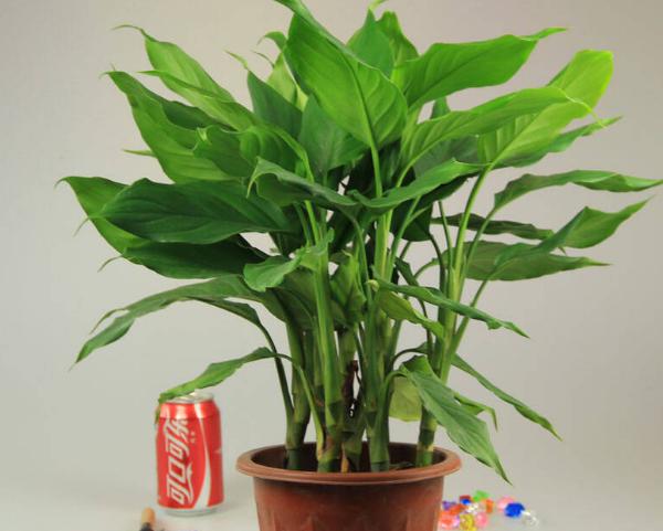 萬年青有毒嗎 家庭臥室能放萬年青嗎