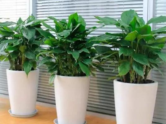 萬年青有毒嗎 家庭臥室能放萬年青嗎