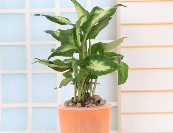 萬年青有毒嗎 家庭臥室能放萬年青嗎