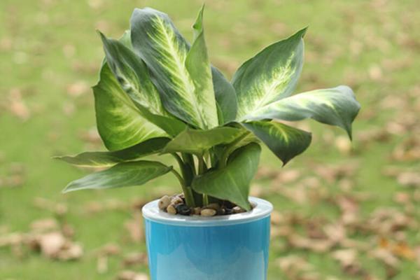 萬年青有毒嗎 家庭臥室能放萬年青嗎