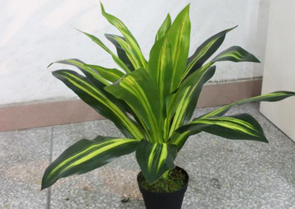 萬年青有毒嗎 家庭臥室能放萬年青嗎