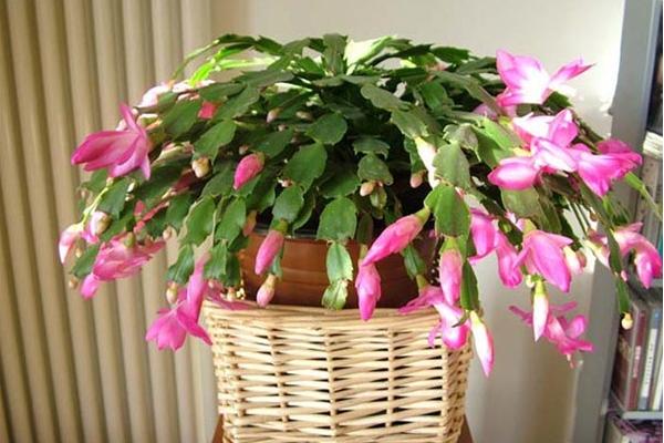 蟹爪蘭嫁接方法 蟹爪蘭繁殖方法（葉片扦插）