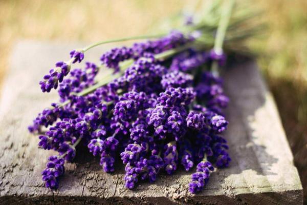 薰衣草和勿忘我的區別是什么 盆栽薰衣草怎么養