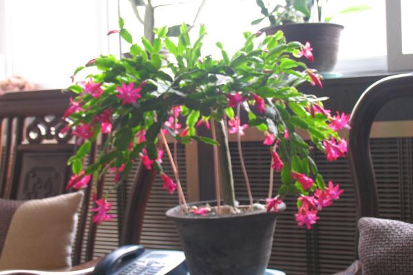 蟹爪蘭嫁接方法 蟹爪蘭繁殖方法(葉片扦插)