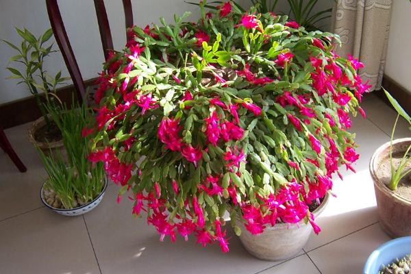 蟹爪蘭嫁接方法 蟹爪蘭繁殖方法(葉片扦插)