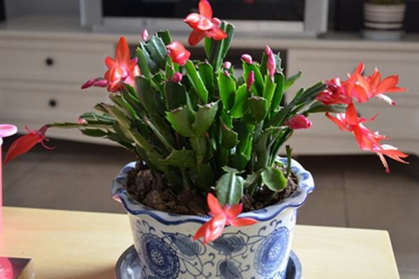 蟹爪蘭嫁接方法 蟹爪蘭繁殖方法(葉片扦插)