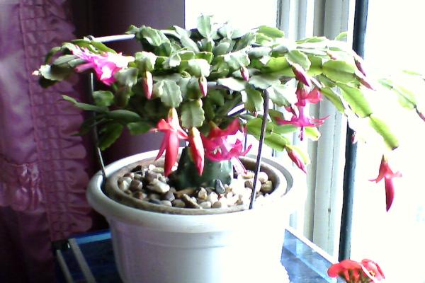 蟹爪蘭嫁接方法 蟹爪蘭繁殖方法(葉片扦插)