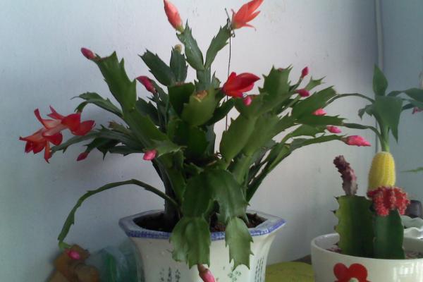 蟹爪蘭嫁接方法 蟹爪蘭繁殖方法(葉片扦插)