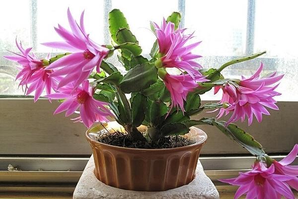 蟹爪蘭嫁接方法 蟹爪蘭繁殖方法(葉片扦插)