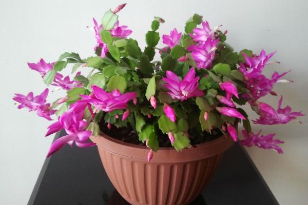 蟹爪蘭葉子發軟發黃怎么辦（開花期間） 蟹爪蘭長太開了怎么辦