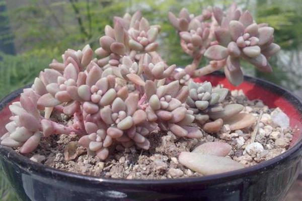 姬秋麗多肉葉子變黃的原因及處理方法 姬秋麗落葉怎么辦