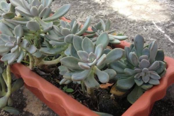 多肉冬美人怎么養才能爆盆 冬美人養殖需要施肥嗎