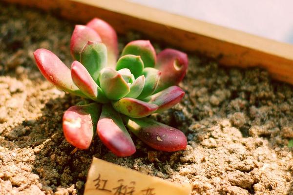 多肉紅稚蓮、馬庫(kù)斯、紅稚蓮錦的區(qū)別是什么 養(yǎng)活紅稚蓮的因素有哪些