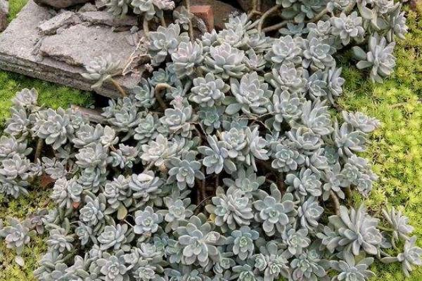 多肉植物冬美人夏天掉葉子怎么處理 冬美人的養殖方法