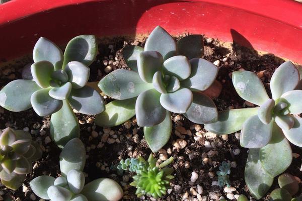 多肉植物冬美人夏天掉葉子怎么處理 冬美人的養殖方法