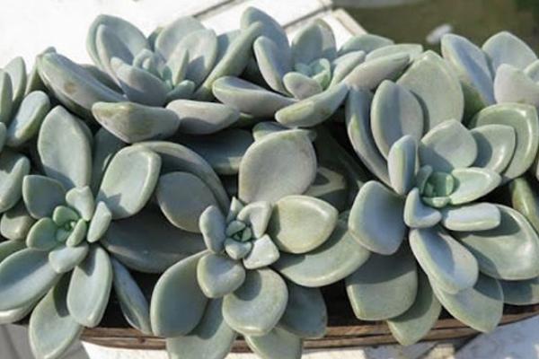 多肉植物冬美人夏天掉葉子怎么處理 冬美人的養殖方法