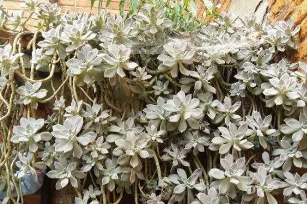 多肉植物冬美人夏天掉葉子怎么處理 冬美人的養殖方法