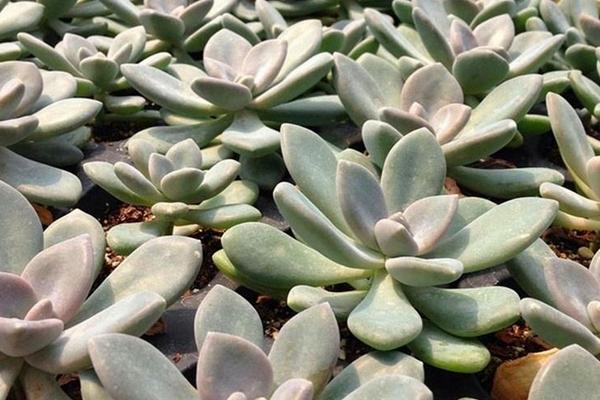 多肉植物冬美人夏天掉葉子怎么處理 冬美人的養殖方法