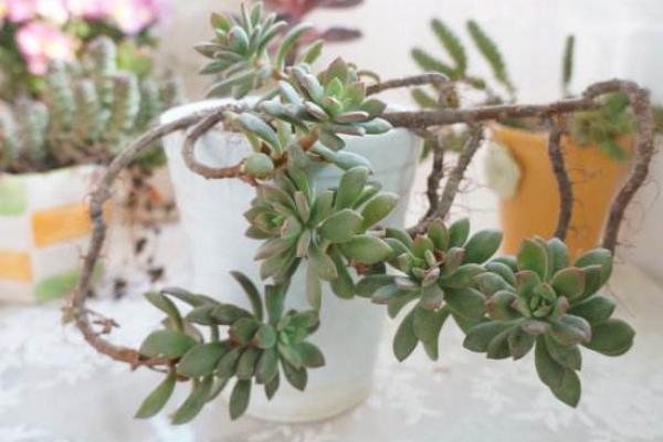 紅稚蓮葉片為什么不紅 紅稚蓮徒長怎么處理（附解決方法）