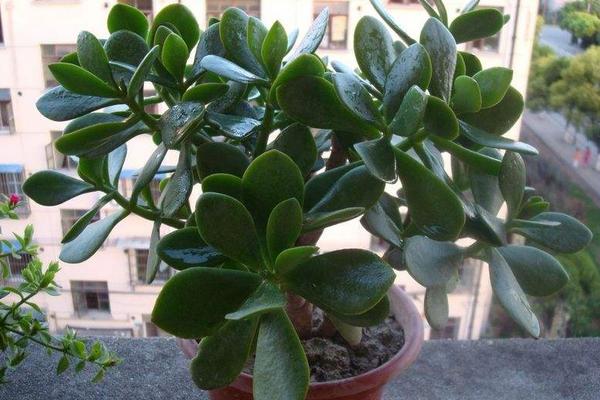 玉樹開花嗎（什么時候，什么條件） 玉樹開花的寓意 玉樹花語