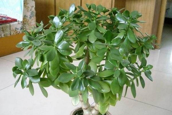 玉樹有毒嗎 玉樹能放在室內嗎