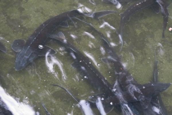 鱘魚的家常做法大全 鱘魚有什么營養