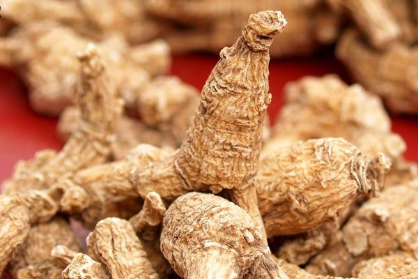 西洋參和丹參的區別是什么? 西洋參和丹參哪個好