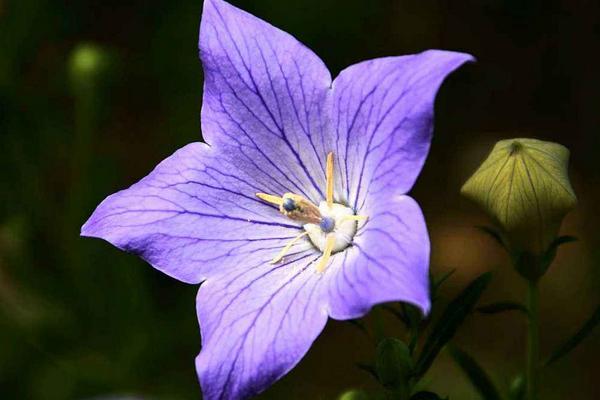 洋桔梗種子市場價格多少錢一斤 桔?；ǖ酿B殖方法和注意事項