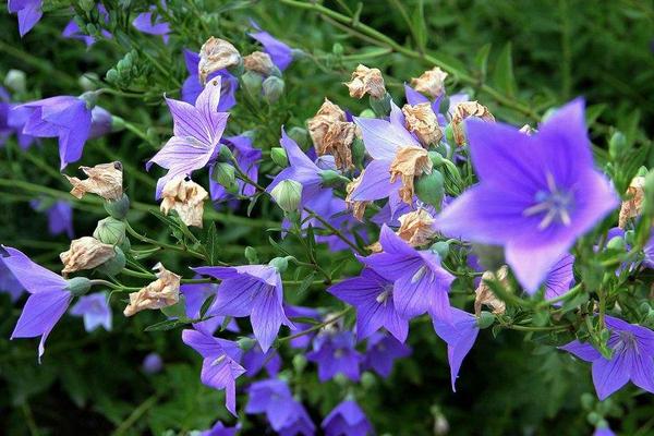 洋桔梗種子市場價格多少錢一斤 桔?；ǖ酿B殖方法和注意事項