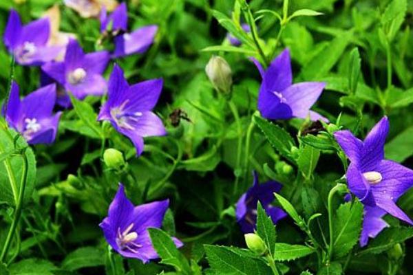 洋桔梗種子市場價格多少錢一斤 桔梗花的養殖方法和注意事項